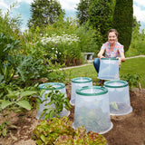 SUNNY FORCING CLOCHE in situ