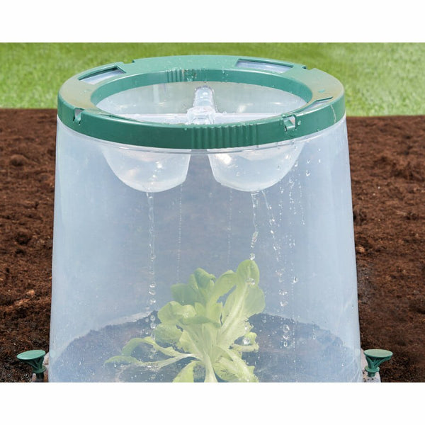 SUNNY FORCING CLOCHE watering